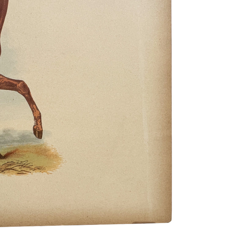 Antique Lithograph “George Frederick” with Lineage Chart, 19th Century