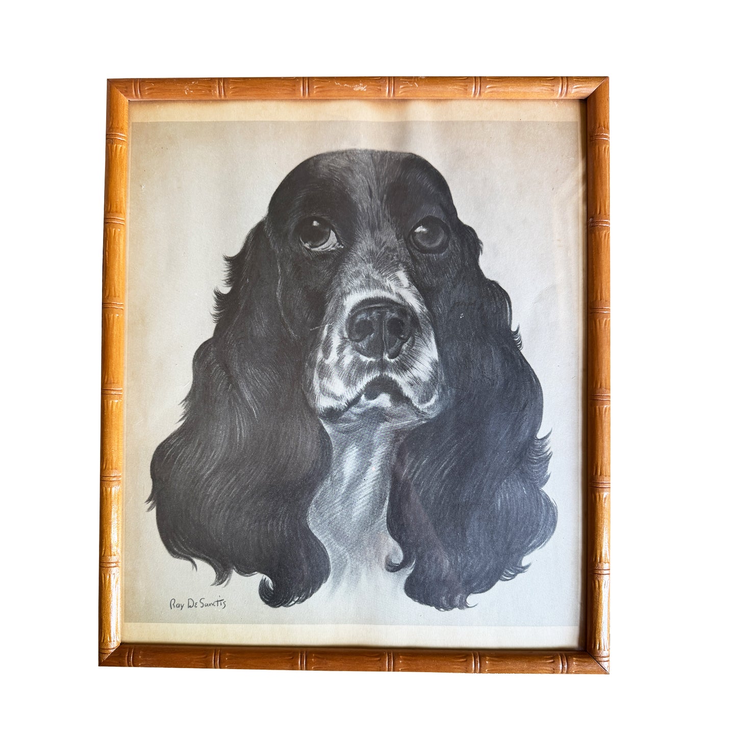 Ray De Santis Sporting Dog Portrait, English Cocker Spaniel in Bamboo Frame