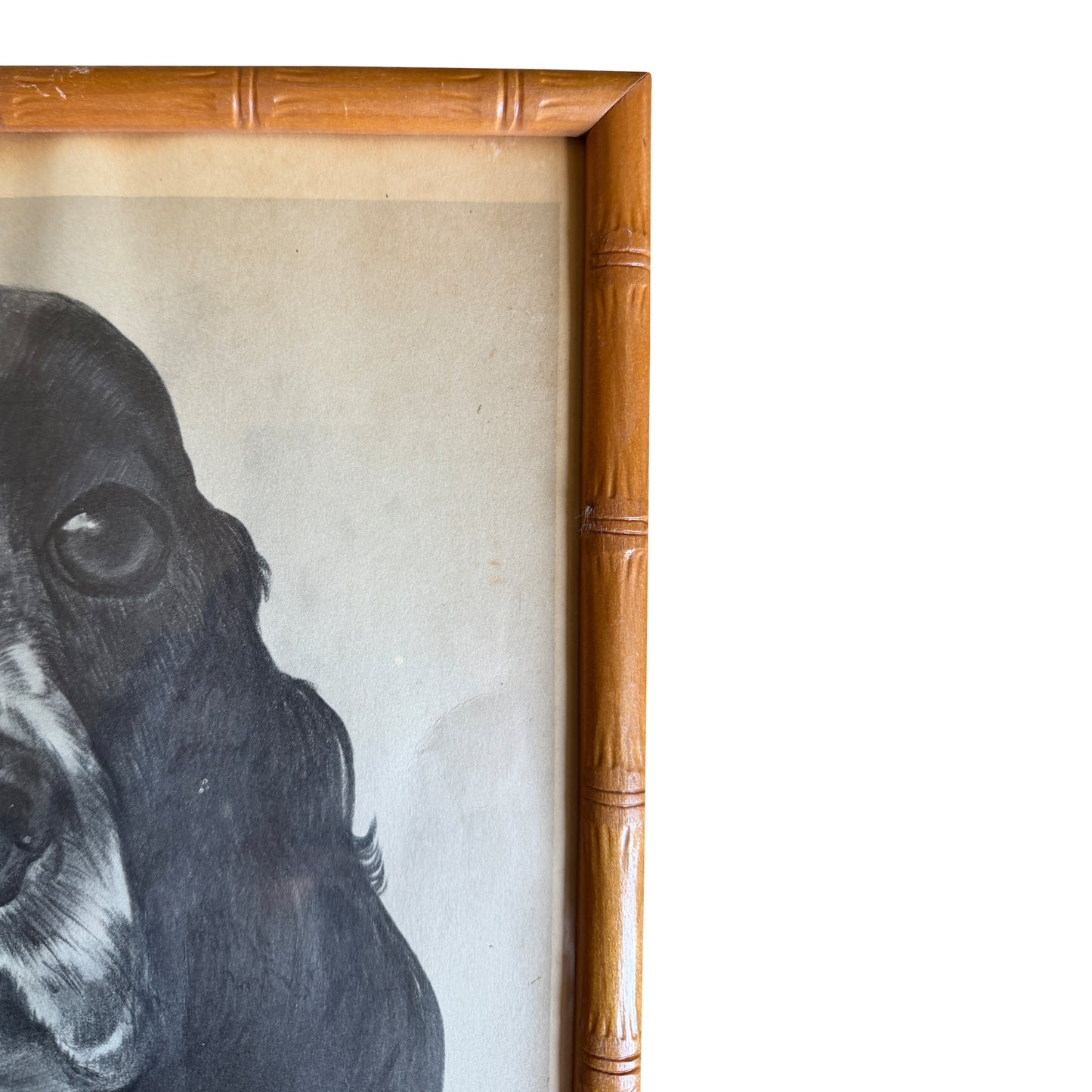 Ray De Santis Sporting Dog Portrait, English Cocker Spaniel in Bamboo Frame
