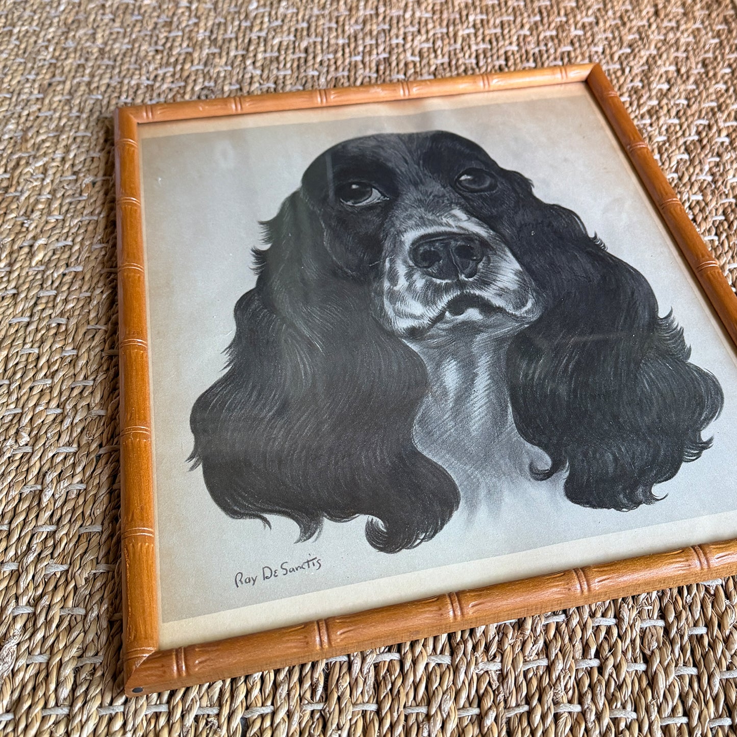 Ray De Santis Sporting Dog Portrait, English Cocker Spaniel in Bamboo Frame
