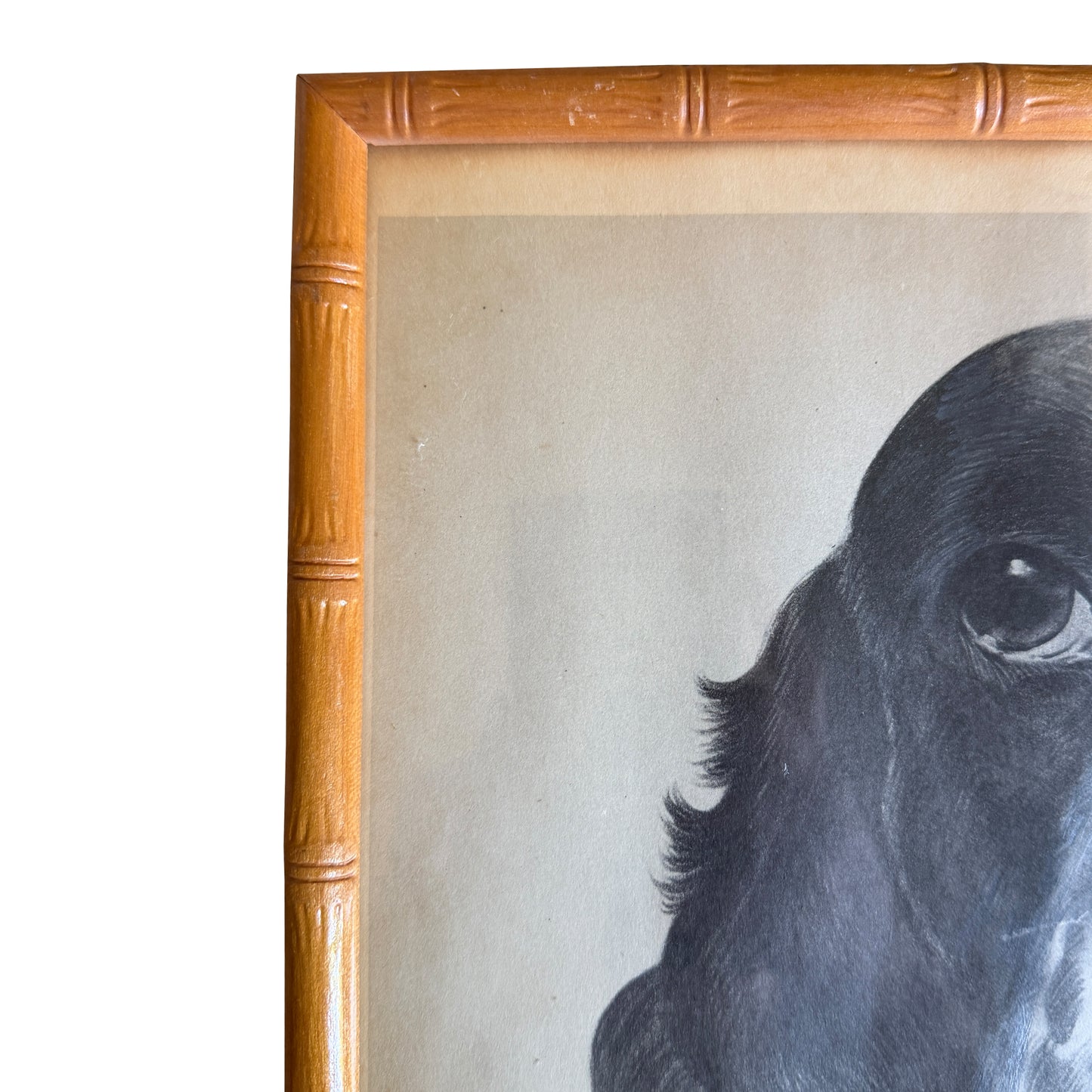 Ray De Santis Sporting Dog Portrait, English Cocker Spaniel in Bamboo Frame