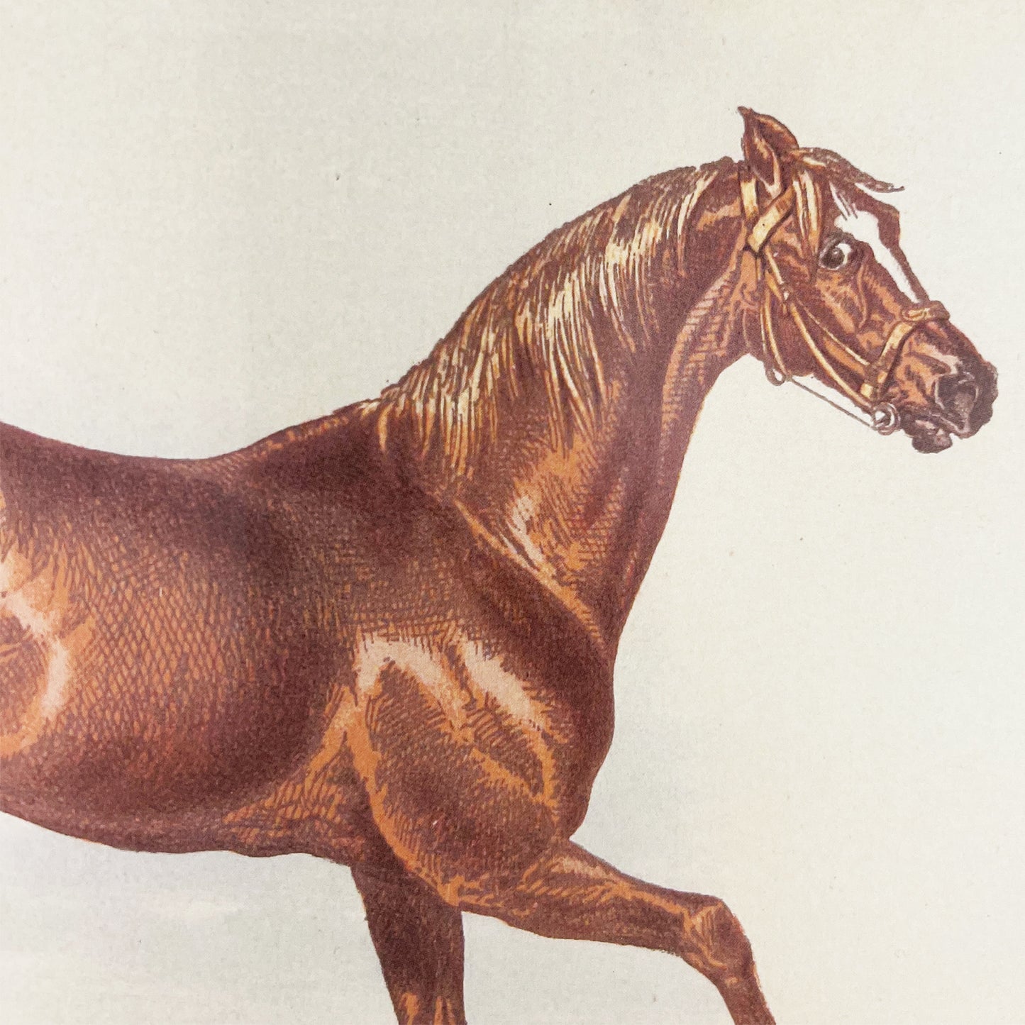 Antique Horse Racing Print ‘George Frederick’ After Herring, English Lithograph