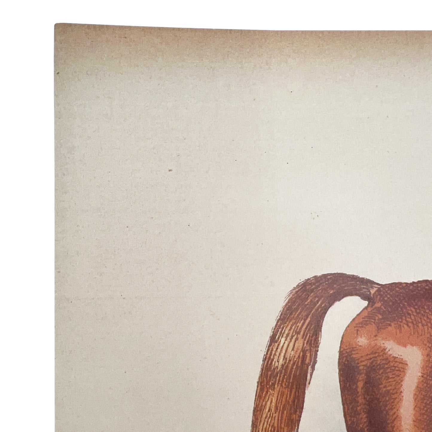 Antique Horse Racing Print ‘George Frederick’ After Herring, English Lithograph