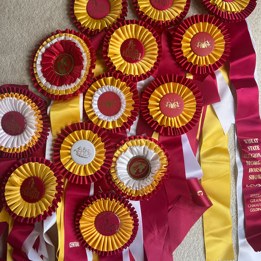 Morgan Horse Show Ribbons set of 13