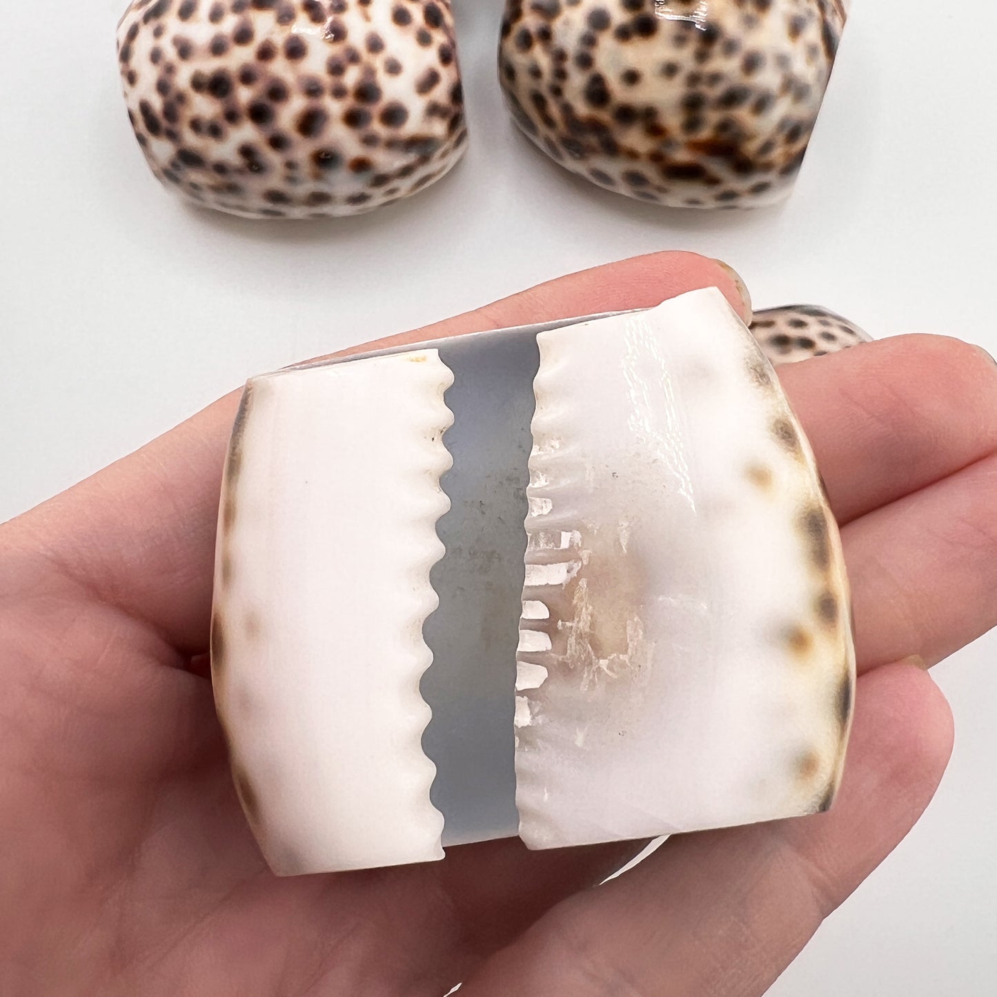 Hollywood Regency Set of 8 Natural Tiger Cowrie Shell Napkin Rings
