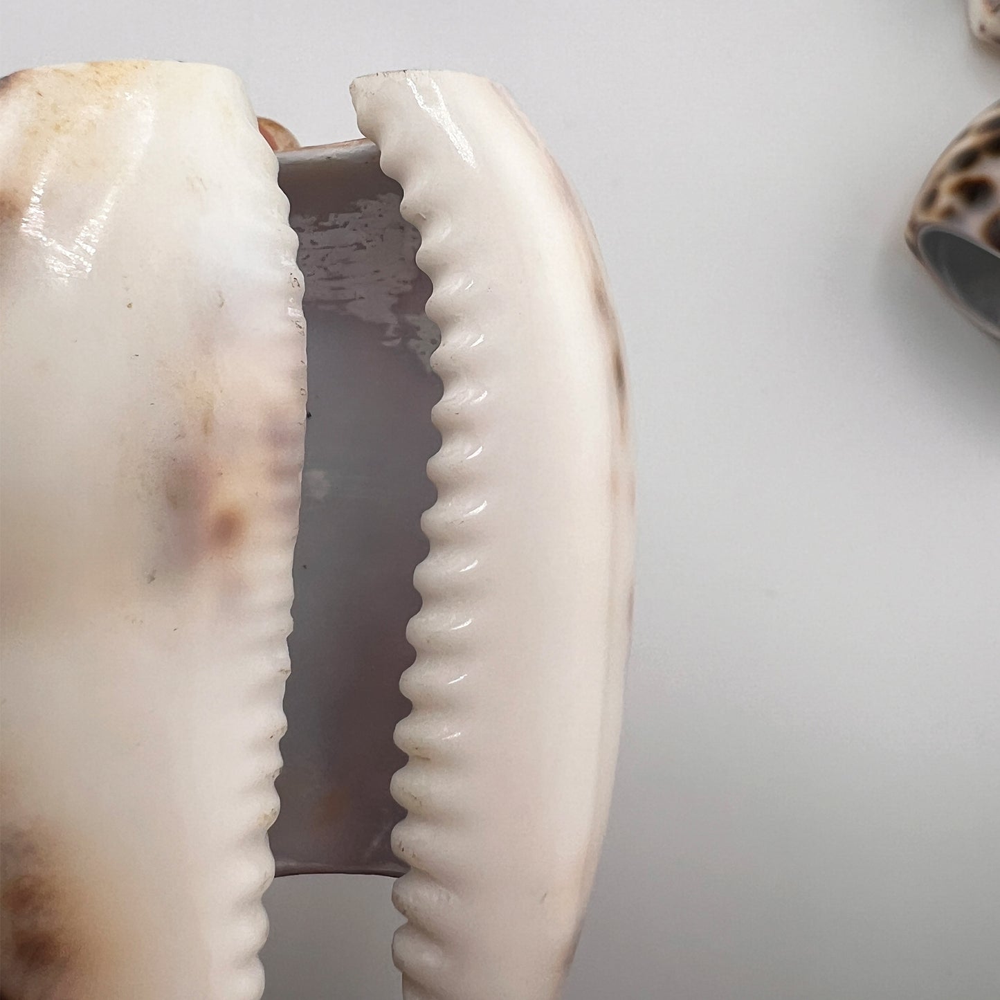 Hollywood Regency Set of 8 Natural Tiger Cowrie Shell Napkin Rings