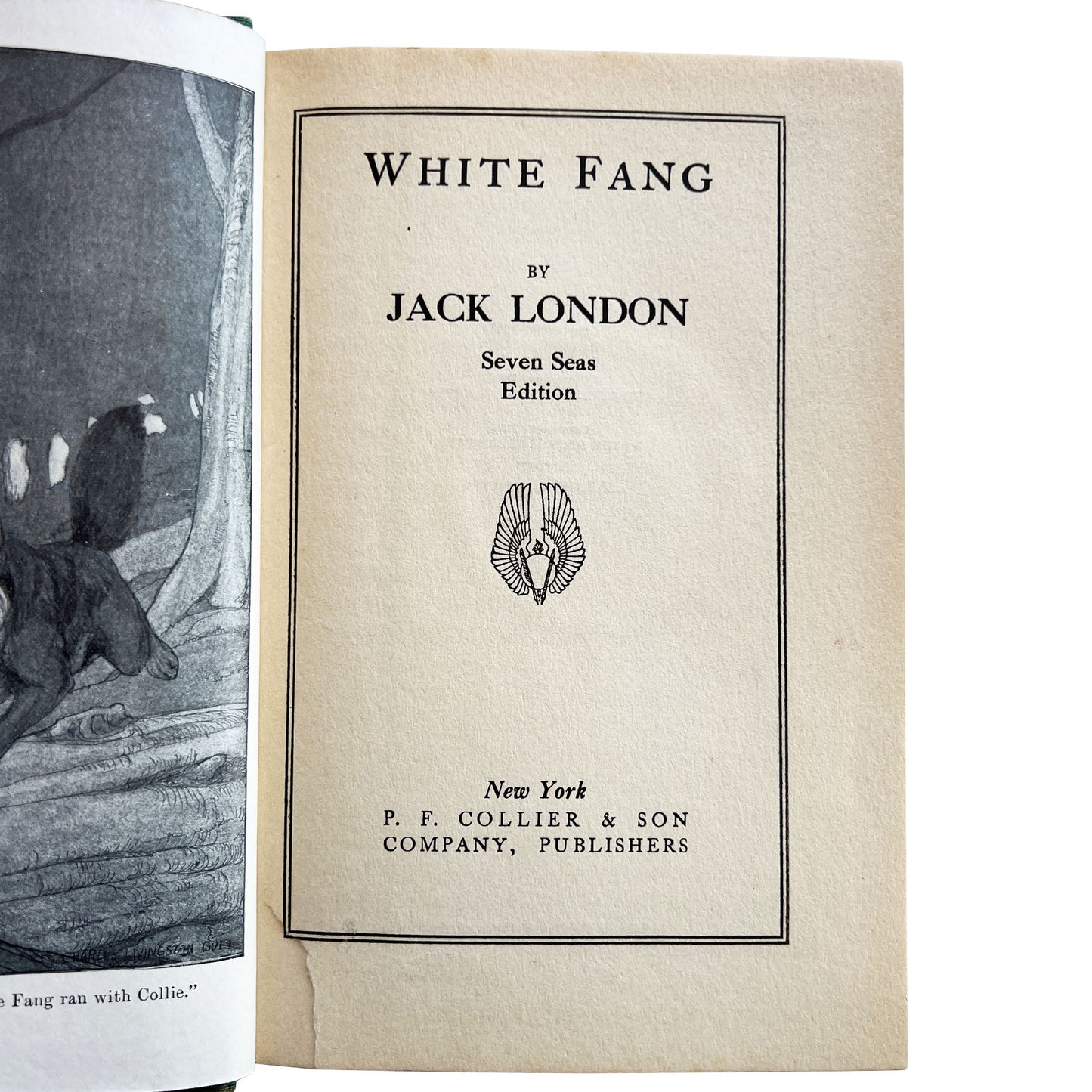 Antique Jack London White Fang Seven Seas Edition Collier Illustrated c.1906