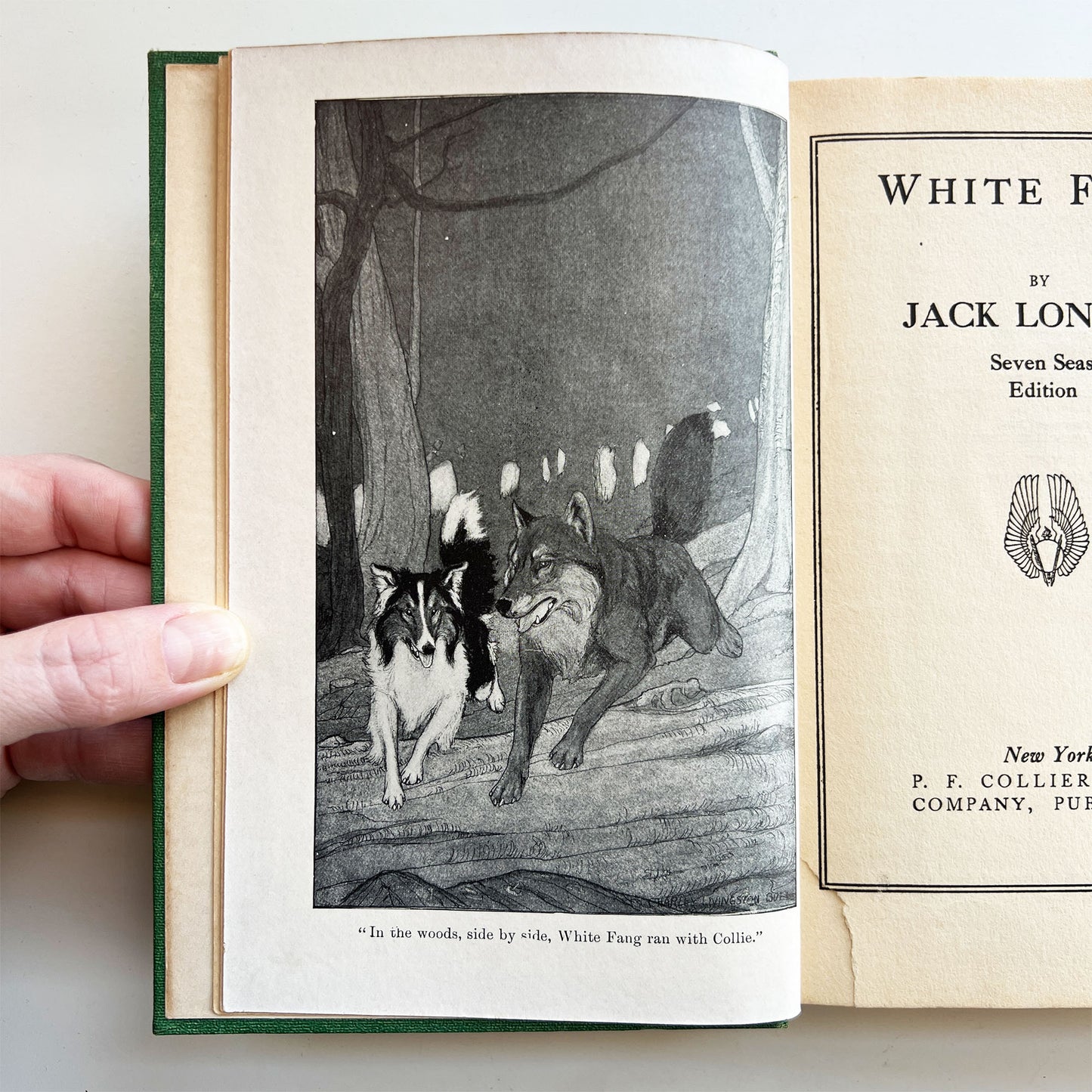 Antique Jack London White Fang Seven Seas Edition Collier Illustrated c.1906