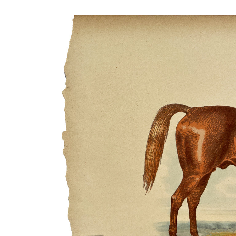 Antique Lithograph “George Frederick” with Lineage Chart, 19th Century