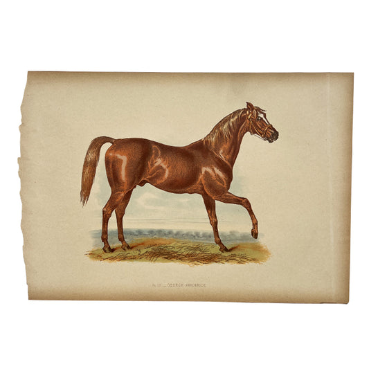 Antique Lithograph “George Frederick” with Lineage Chart, 19th Century